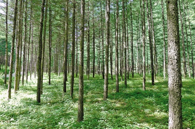 <p>　　天然林修復(fù)成效明顯。</p>