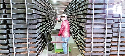     脫貧群眾在黨建共同體基地黃粉蟲養(yǎng)殖車間務(wù)工。