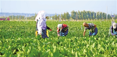     原州區(qū)冷涼蔬菜基地是農(nóng)民增收的希望田野。