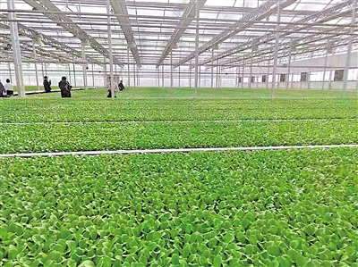     現(xiàn)代化育苗中心是原州區(qū)冷涼蔬菜好品質(zhì)的基礎(chǔ)。