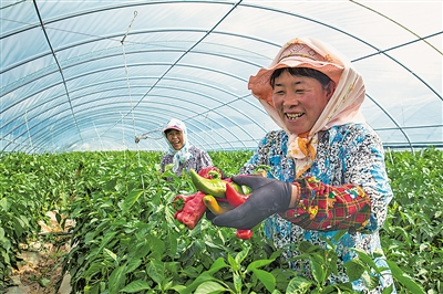     通過土地流轉(zhuǎn)、入園務工、蔬菜種植帶動農(nóng)民增收。