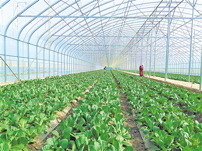    蔬菜綠色標準園輻射帶動蔬菜產(chǎn)量、品質(zhì)和品牌提升。