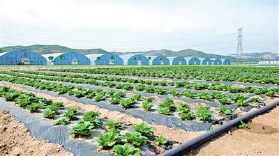     標準化種植確保蔬菜品質(zhì)。