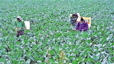     冷涼蔬菜成熟上市，村民忙著采摘收獲。