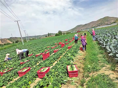     蔬菜產(chǎn)業(yè)為村民提供家門口的務(wù)工機會。