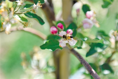 <p>　　岸邊蘋果花爭相吐蕊，引來蜜蜂采蜜忙。</p>