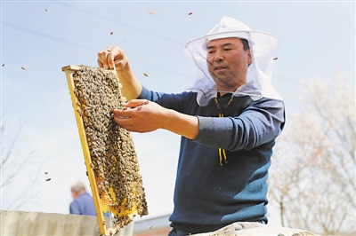 <p>　　固原市涇源縣養(yǎng)蜂專業(yè)戶冶連榮檢查蜂群的生長情況。涇源縣把中蜂養(yǎng)殖作為精準(zhǔn)脫貧的主導(dǎo)產(chǎn)業(yè)來抓，通過“黨支部+合作社+養(yǎng)殖戶（貧困戶）”的發(fā)展模式，為1015戶建檔立卡戶打造“短期能增收、長期能致富”的產(chǎn)業(yè)脫貧之路，確保如期完成預(yù)期脫貧任務(wù)。</p>