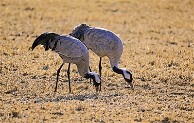 <p>　　覓食。</p>