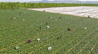 <p>　　我區(qū)是黃土高原夏秋蔬菜生產(chǎn)優(yōu)勢區(qū)域，所生產(chǎn)的寧夏菜心品牌影響力不斷擴大，暢銷珠三角地區(qū)?！　　　　　　　　　　　　　　　　　　　　　　　　　　　　　　　　　　　　　　　　　?lt;/p><p>　　本報記者　左鳴遠　攝</p>