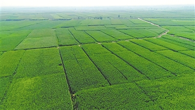 <p>　　優(yōu)質(zhì)飼草基地。</p><p>　?。ū景鎴D片均由吳忠市委宣傳部提供）</p>