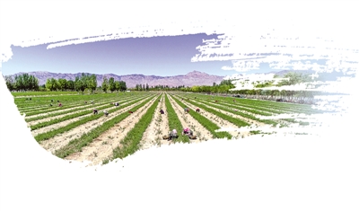 <p>　　寧夏有機(jī)枸杞示范基地。本報記者　錢建忠　攝</p>