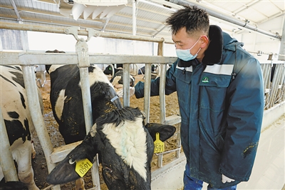 <p>　　吳忠現(xiàn)代農(nóng)業(yè)扶貧開(kāi)發(fā)投資有限公司5G智慧示范牧場(chǎng)，奶牛在進(jìn)行疫苗接種。</p>