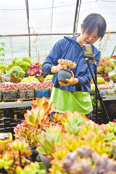 <p>　　銀川市興慶區(qū)掌政鎮(zhèn)五渡橋村六隊(duì)多肉種植基地，種植戶在直播帶貨。</p>