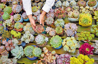 <p>　　張漸華家大棚里的多肉植物形色各異。</p>