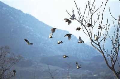     一群灰椋鳥飛翔在山間。