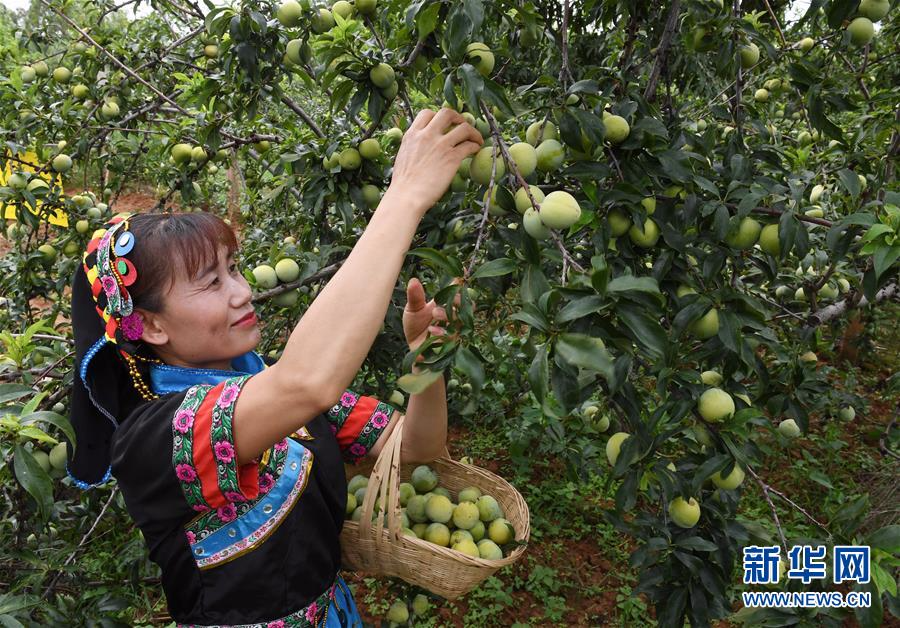 （社會(huì)）（1）云南元謀：桃李豐產(chǎn) 農(nóng)民增收