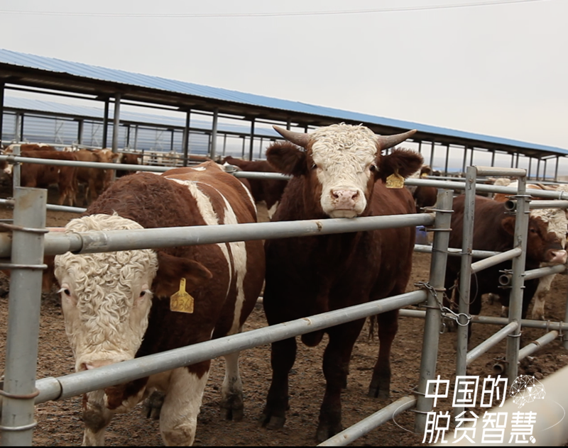 養(yǎng)殖園區(qū)12.png