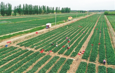 <p>　　銀川市永寧縣李俊鎮(zhèn)豐登村的一處供港蔬菜種植基地，工人們正在采摘菜心。銀川市自2010年第一個供港蔬菜生產(chǎn)基地建立以來，目前已發(fā)展成為集高端蔬菜生產(chǎn)、加工、銷售的全產(chǎn)業(yè)鏈。蔬菜的種植品種從過去3種增至7種以上，年生產(chǎn)菜心、芥蘭、鶴斗白等優(yōu)良蔬菜品種達(dá)16萬多噸。</p>