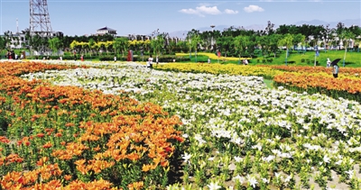 <p>　　百合花海吸引市民游玩。</p>