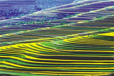 <p>　　青云灣梯田</p>