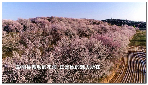 金雞坪山花2.jpg