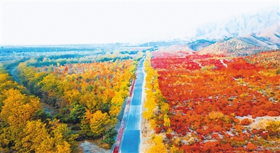 <p>　　紅葉林</p>