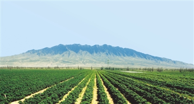 <p>　　　　羅山腳下葡萄園</p>