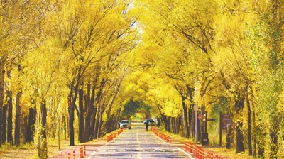 <p>　　　　哈巴湖生態(tài)旅游區(qū)　　?。ū景嫖膱D均由鹽池縣文化旅游廣電局提供）</p>