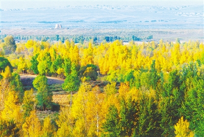 <p>　　秋景小葉楊</p>