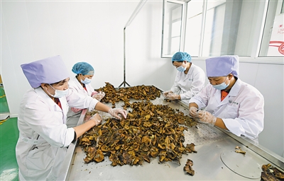 <p>　　閩寧禾美電商扶貧車(chē)間，工人們?cè)谔暨x賀蘭山野生蘑菇。</p><p>　　本報(bào)記者　黨碩　攝</p>