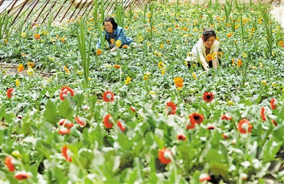 <p>　　在銀川市興慶區(qū)天地緣錦繡園林花卉有限公司，一株株含苞欲放的鮮花，寄托著群眾對(duì)生活的憧憬。</p><p>　　本報(bào)記者　王曉龍　攝</p>