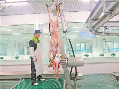 <p>　　　　寧夏福興神農食品有限公司的工人在分割灘羊肉。</p>