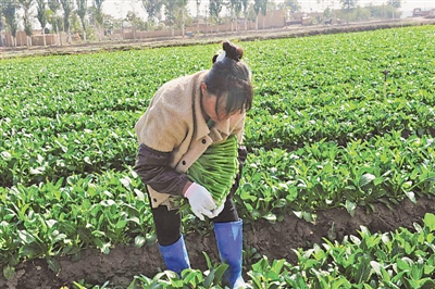 <p>　　寧夏鑫茂祥冷藏運(yùn)輸有限公司蔬菜種植基地里，采摘工在收割菜心。</p><p>　　（圖片由受訪者提供）　　</p>