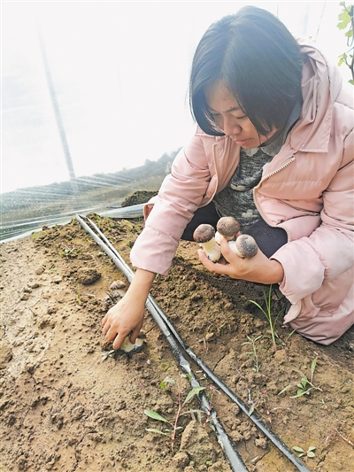 <p>　　楊潔采摘成熟的赤松茸。（圖片由受訪者提供）</p>