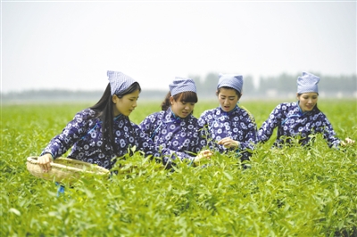<p>　　采茶工在寧夏百瑞源賀蘭山基地采摘枸杞芽茶。該基地茶園面積300余畝，助力周邊200多名農(nóng)民就業(yè)增收。</p>