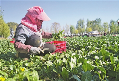 <p>　　外省來的“菜客”在姚磨村打工收菜。</p>