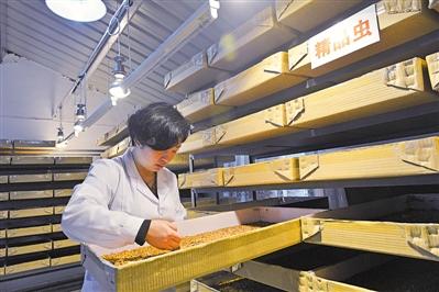 <p>　　在永寧縣閩寧鎮(zhèn)光伏農(nóng)業(yè)科技示范園內(nèi)的黃粉蟲養(yǎng)殖車間，一位技術(shù)工人正在撿蛹。（資料圖片）</p><p>　　本報(bào)記者　左鳴遠(yuǎn)　攝</p>