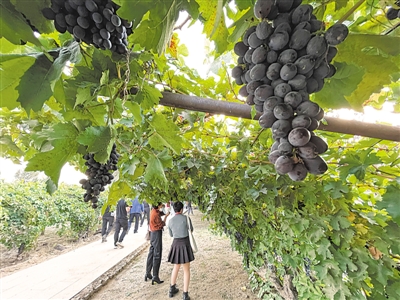 <p>　　寧夏依托賀蘭山東麓葡萄基地、葡萄酒莊集群和沿線歷史文化資源，深度開(kāi)發(fā)葡萄酒觀光體驗(yàn)工廠、葡萄酒莊精品民宿酒店等產(chǎn)品，進(jìn)一步提升葡萄酒旅游吸引力。</p>