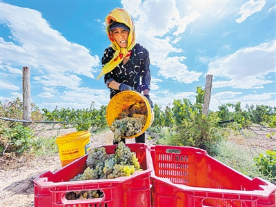 <p>　　2021年9月9日，西鴿酒莊釀酒葡萄基地，果農(nóng)將一串串成熟的葡萄放進(jìn)筐里。采摘是整個(gè)榨季的開(kāi)始，也是葡萄酒釀造環(huán)節(jié)的第一道篩選。</p>