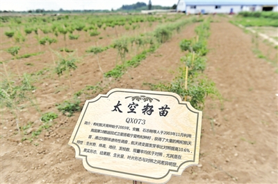 <p>　　中杞、杞鑫等3個(gè)自治區(qū)級(jí)良種采穗圃和苗木繁育基地，出圃優(yōu)質(zhì)種苗，保障枸杞品質(zhì)。</p><p>　　本報(bào)記者　王鼎　攝</p>