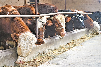 <p>　　牛吃著科學(xué)配比的飼料。</p>