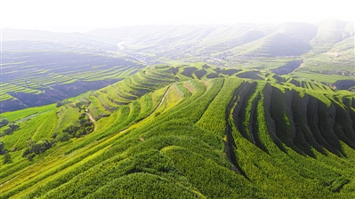 <p>　　隆德縣張程鄉(xiāng)萬畝青貯玉米種植，保障肉牛養(yǎng)殖的飼料供給?！”緢笥浾摺⊥醵Α↑h碩　攝</p>