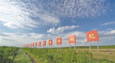 <p>　　璽贊生態(tài)枸杞莊園</p>