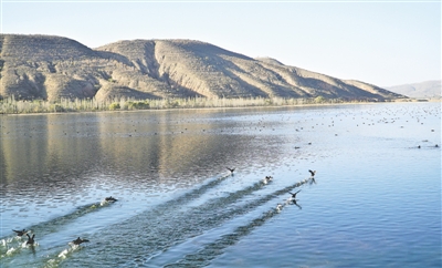 <p>　　灘涂水澤成候鳥棲息地。</p>