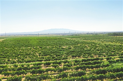 <p>　　紅寺堡釀酒葡萄種植基地。</p>