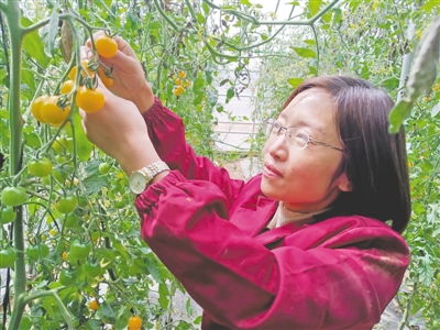 <p>　　周雪在大棚里查看小番茄的生長(zhǎng)情況。</p>