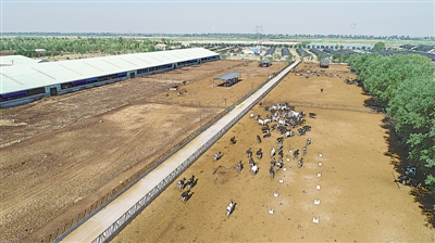 <p>　　賀蘭中地生態(tài)牧場對欣榮村、廣榮村2111戶移民的奶牛進行了托管，每戶移民年增收2070元。</p>