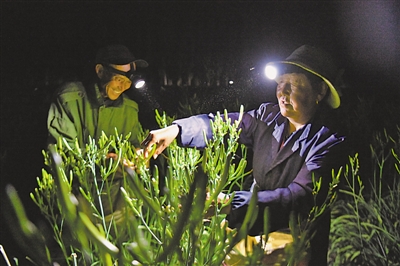 <p>　　頭頂?shù)男强张c采摘工的頭頂燈交相輝映，交織出脫貧致富的“黃花密碼”。</p>