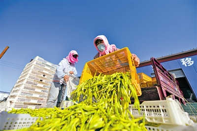 <p>　　鹽池縣萱惠王種植專業(yè)合作社統(tǒng)一收購黃花菜，并提供集中晾曬、加工的場所。后期經(jīng)過統(tǒng)一處理、包裝實現(xiàn)產(chǎn)業(yè)化，為種植戶解決后顧之憂。</p>