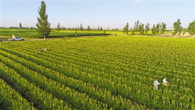 <p>　　鹽池灌區(qū)戶均集中連片耕地面積10畝左右，以沙壤土居多，且未受污染，提升了鹽池黃花菜綠色無公害水平。</p>